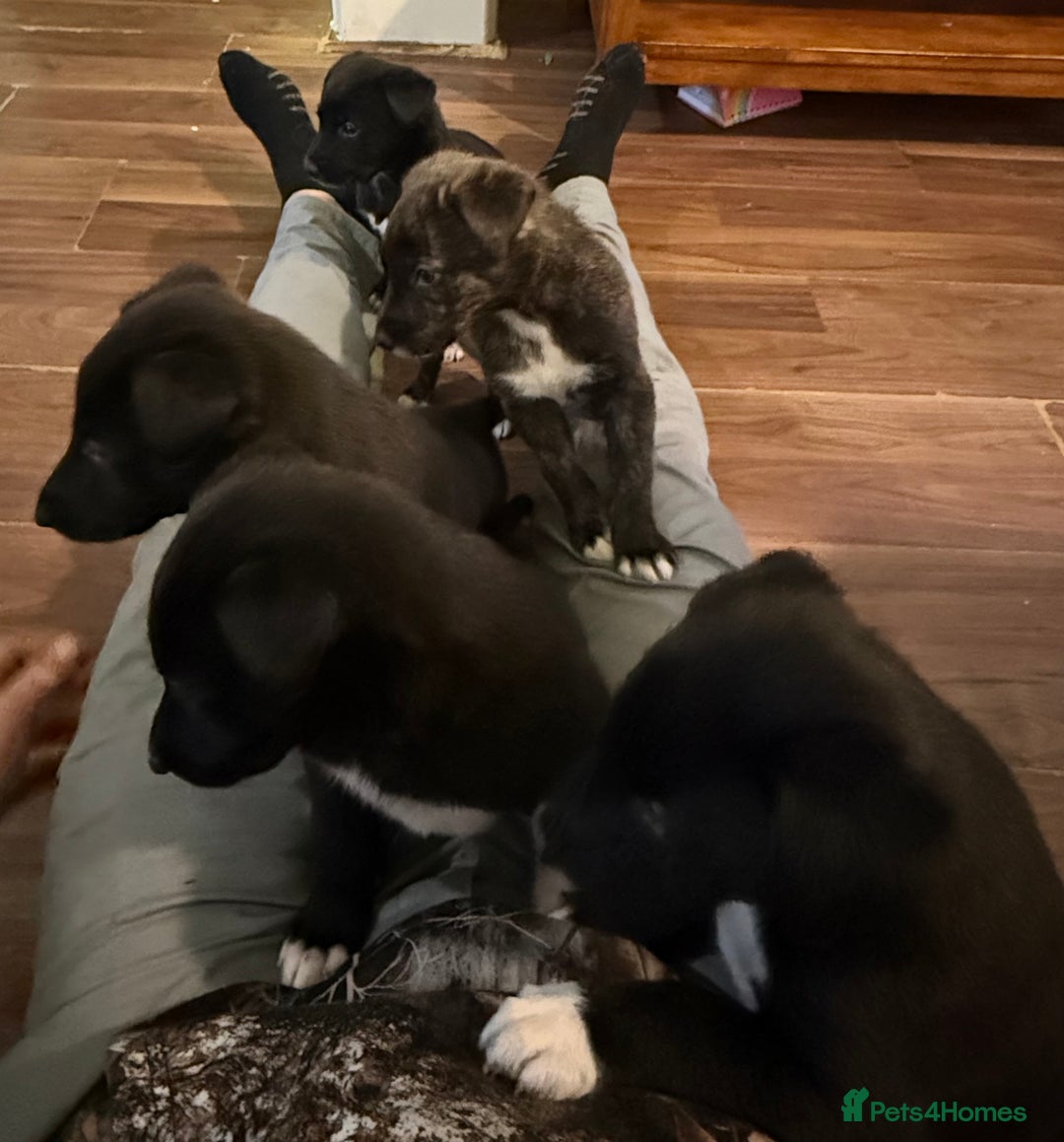 Mixed Breed dogs for sale: First cross Border collie x Greyhound - Advert 2