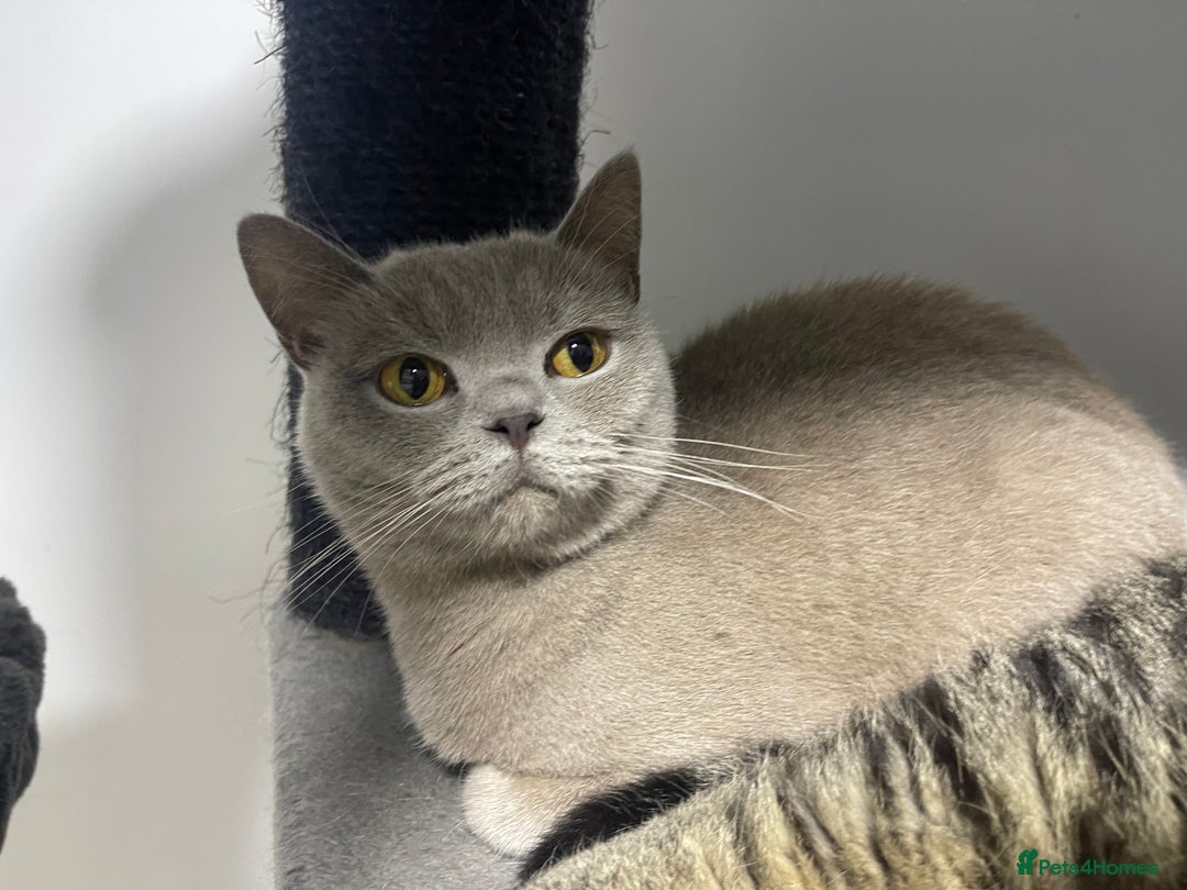 year old lilac british shorthair girl for sale in Lewes Pets4Homes