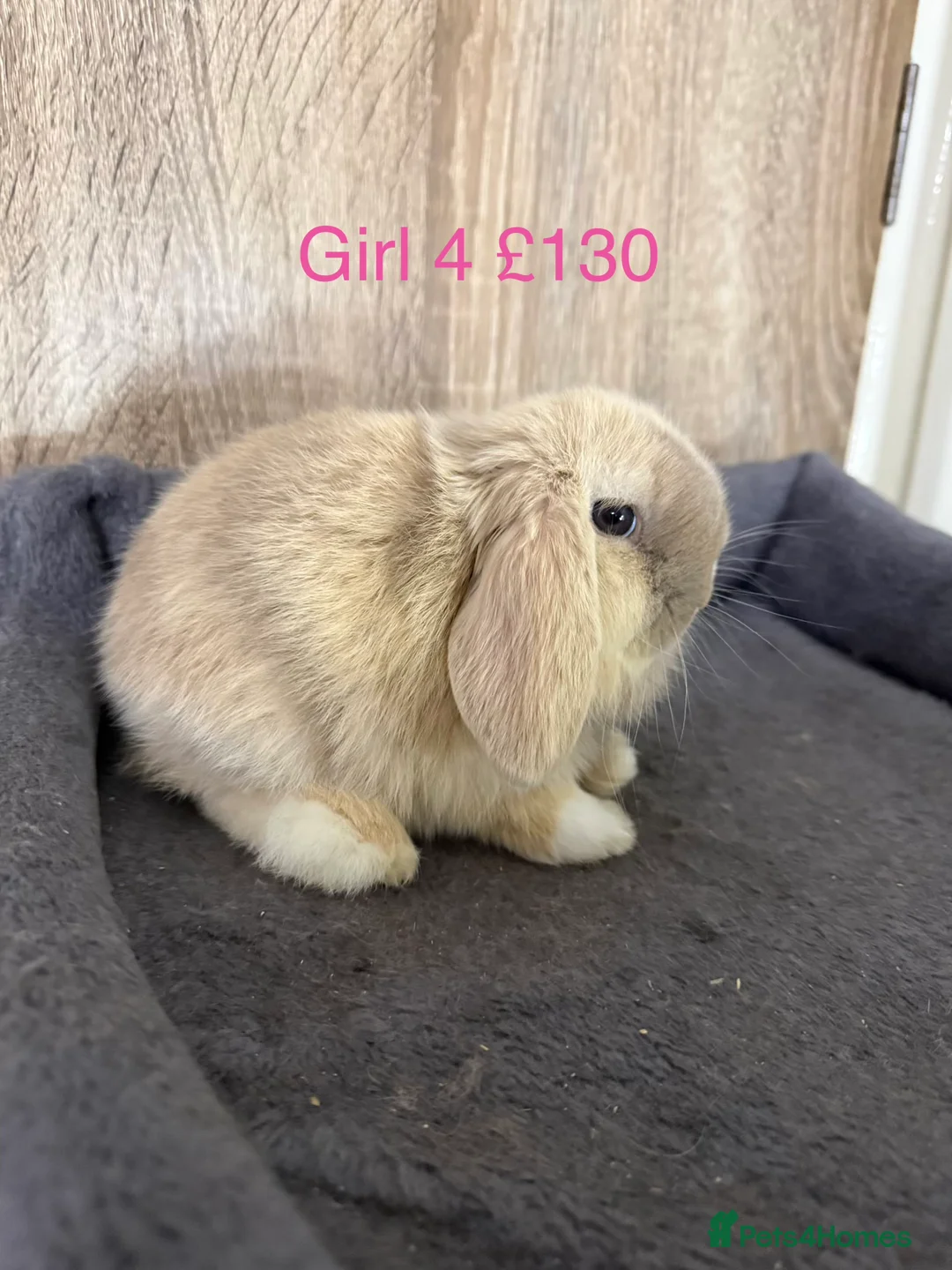 Mini Lop rabbits for sale: Beautiful pure mini lop  babies in Dartford - Advert 8