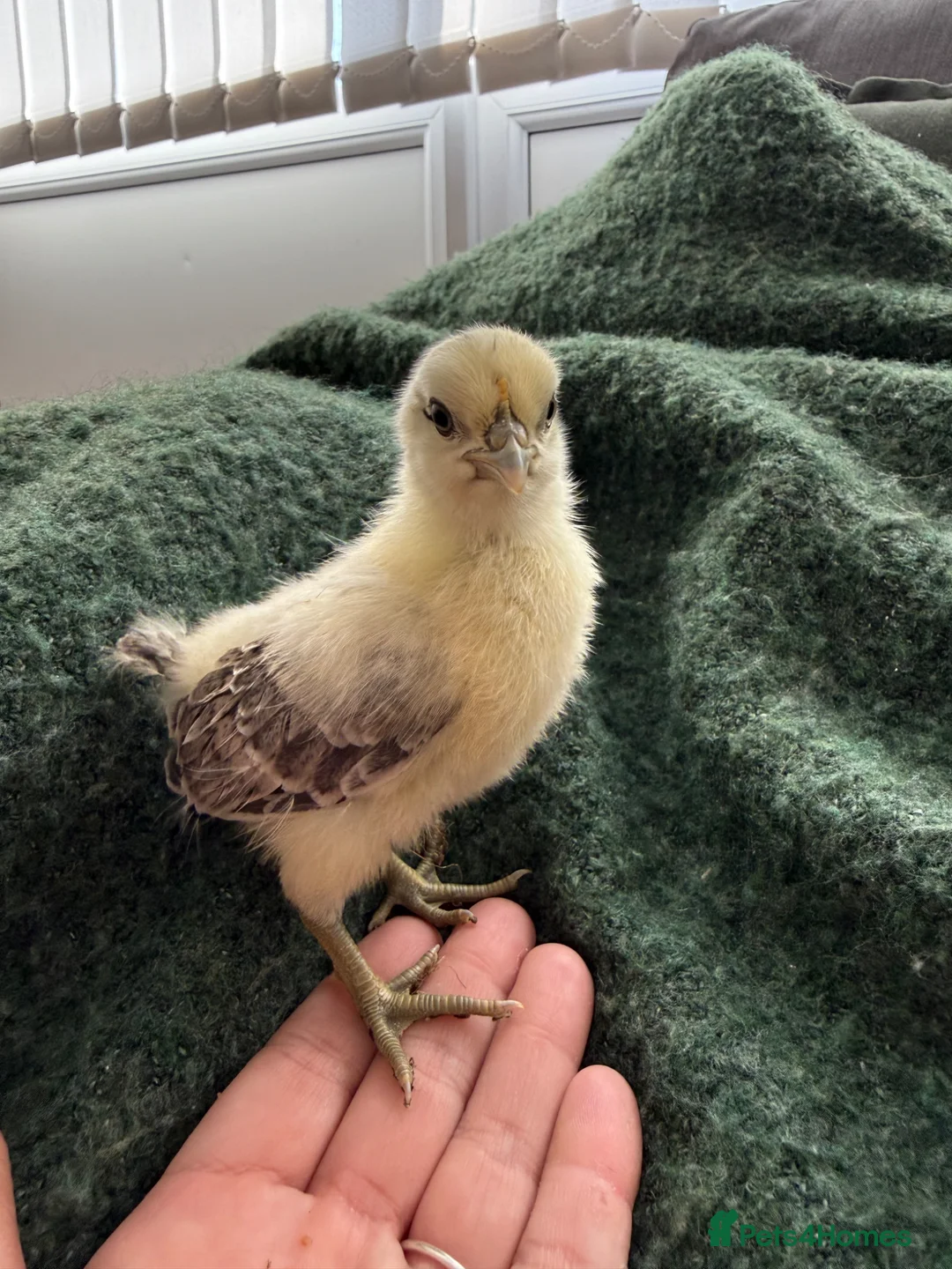 Mixed Breed poultry for sale: Hatching Eggs- Ayam Cemani/Araucana/Legbar/Leghorn - Advert 4