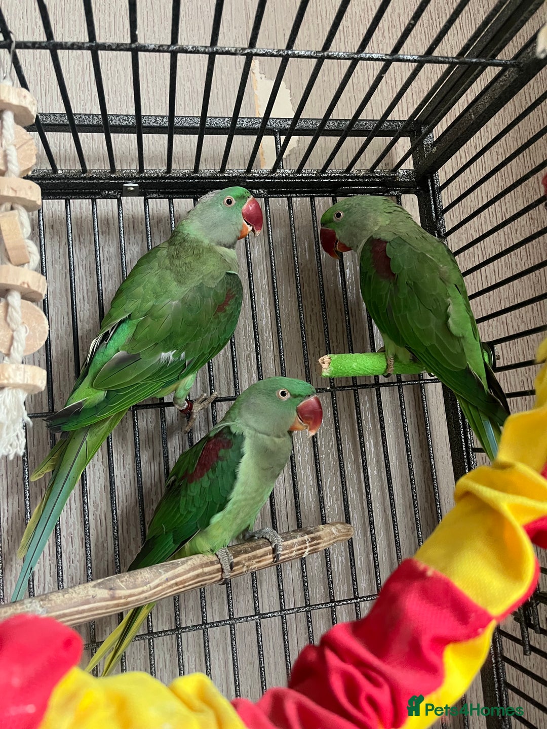 Parakeets birds for sale: Alexandrines for sale - Image 4