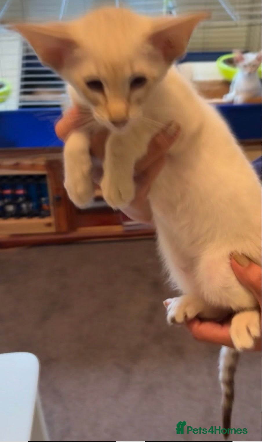 Siamese cats GCCF Ready now Siamese male & female  - Advert 2