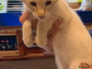 Siamese cats GCCF Ready now Siamese male & female - Advert 2