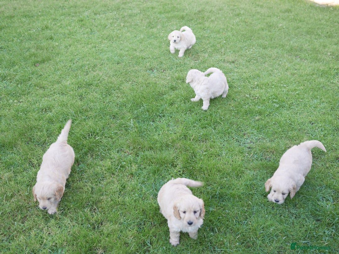 Mini Goldendoodle dogs for sale: Quality Health Tested F1 Miniature Goldendoodles  - Advert 23