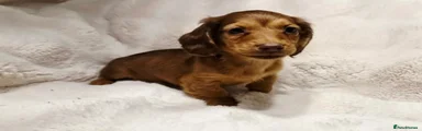 Miniature Dachshund 2