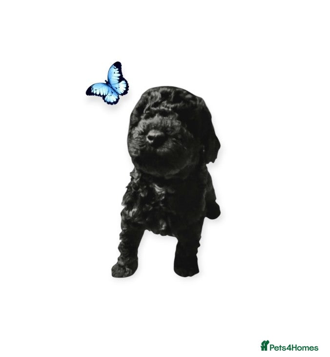 Cavapoo dogs Stunning F2B Cavapoo's Health Tested - Advert 13