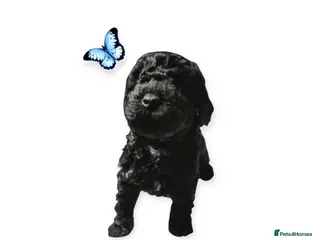 Cavapoo dogs Stunning F2B Cavapoo's Health Tested - Advert 13