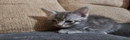 Mixed Breed cats for sale: Adorable Grey kittens for sale  - Advert 15