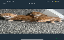 British Shorthair cats for sale: 2x ginger kittens for sale - Image 4