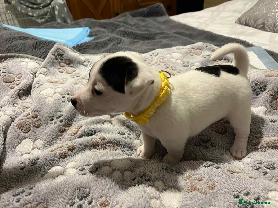 Jack Russell dogs for sale: Jack Russell Puppies for Sale  - Image 12