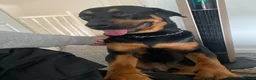 Mixed Breed dogs for sale: Hugo, Rottweiler, neutered in Derby - Advert 10