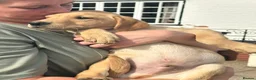 Labrador Retriever dogs for sale: OUTSTANDING LITTER OF BLACK & YELLOW PUPPIES - Advert 3