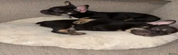 French Bulldog dogs for sale: Fluffy Gene French Bulldogs  in Glasgow - Advert 6