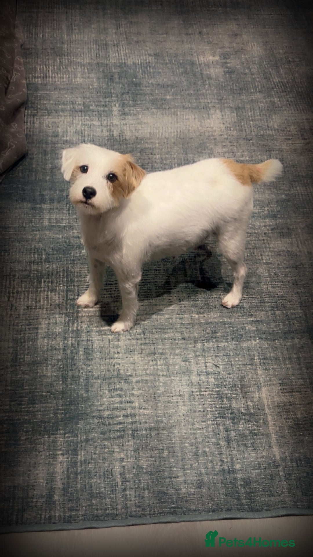 Jack Russell dogs for sale: Stunning jack Russel pups  - Advert 11