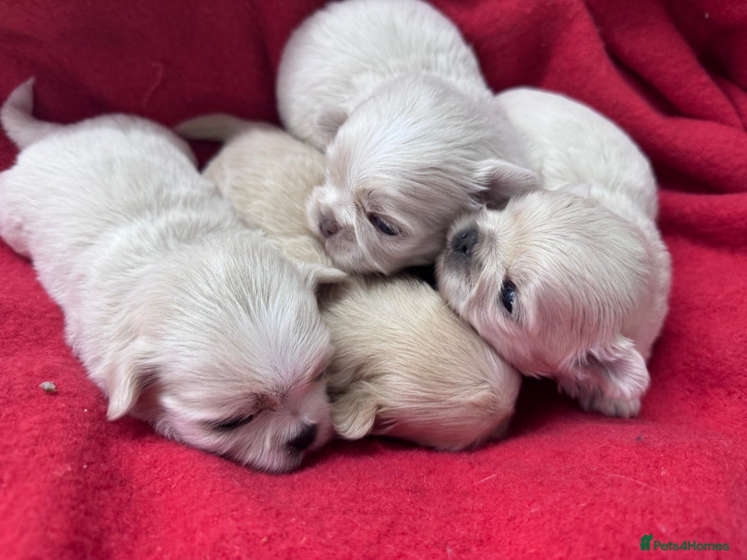 Shih Tzu dogs for sale: Creams shihtzus 5* puppies  - Image 5