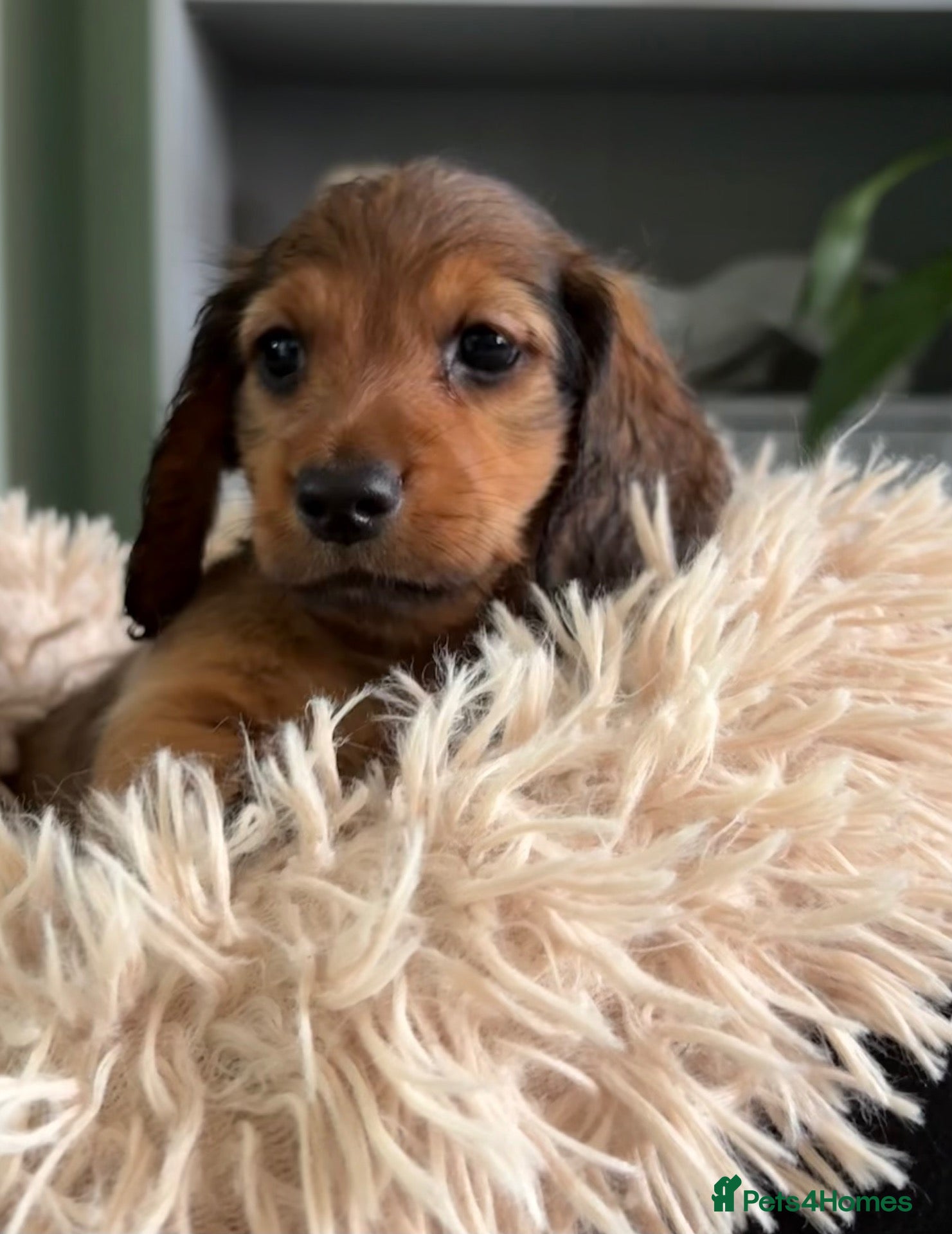 Dachshund dogs 7 Beautiful Dachshund Puppies - Advert 1