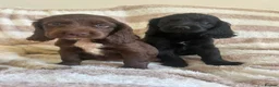 Cocker Spaniel dogs for sale: Beautiful Cocker spaniel pups  - Advert 12