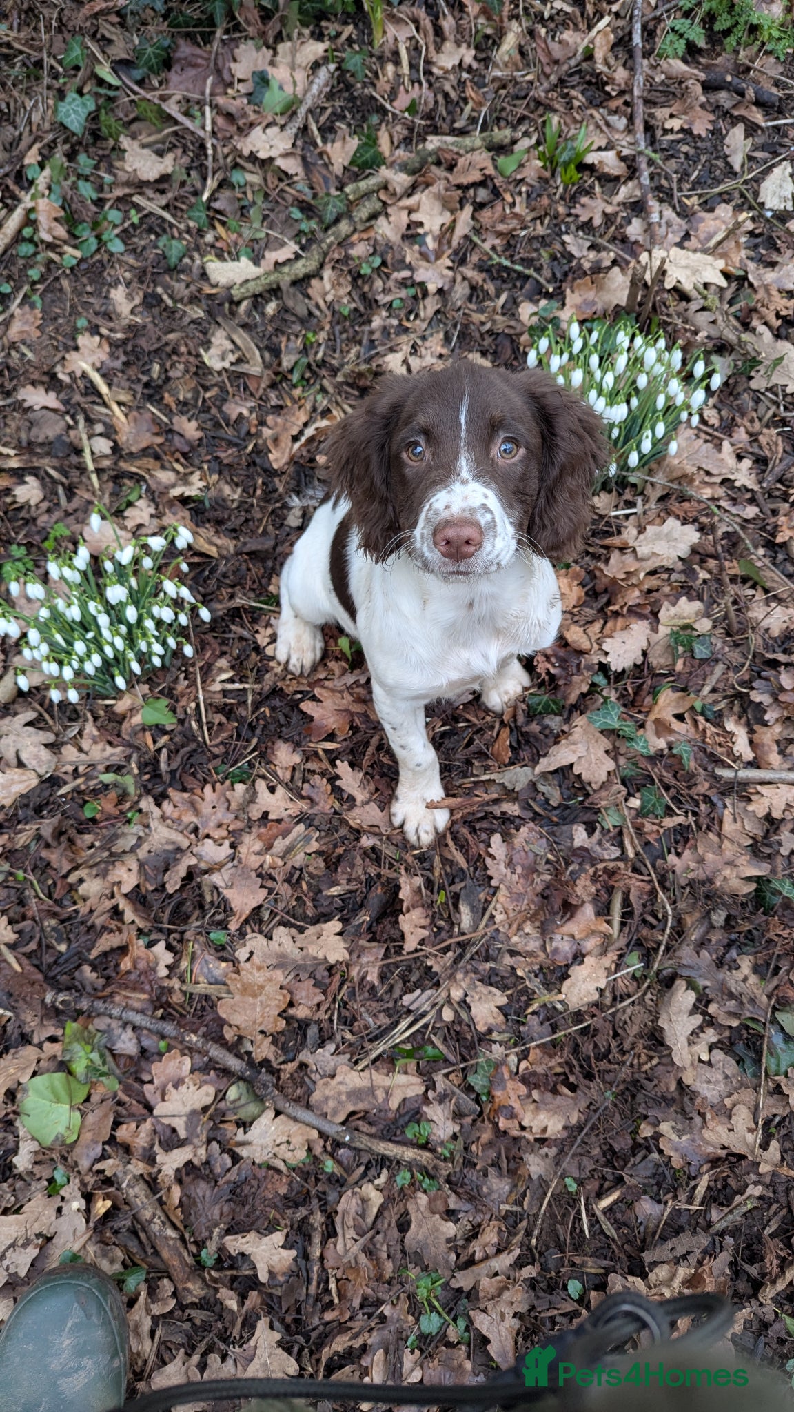 English Springer Spaniel dogs for sale: 7 months old springer  - Advert 4