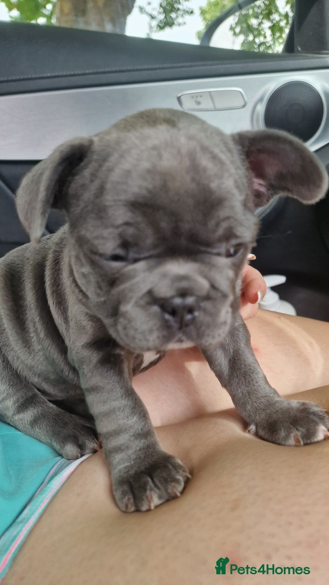 French Bulldog dogs for sale: french bulldog puppies  - Image 6