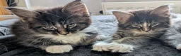 Maine Coon cats for sale: Maine Coon Tabby male - Advert 5