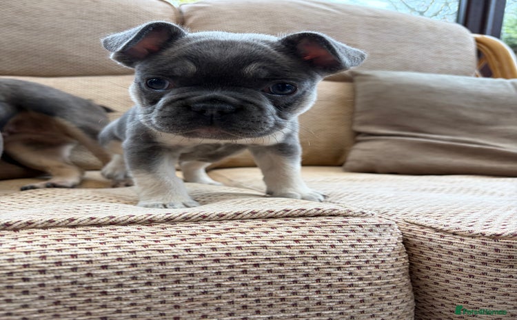 French Bulldog dogs - Advert 3