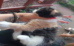 European cats for sale: Kitten  - Image 8