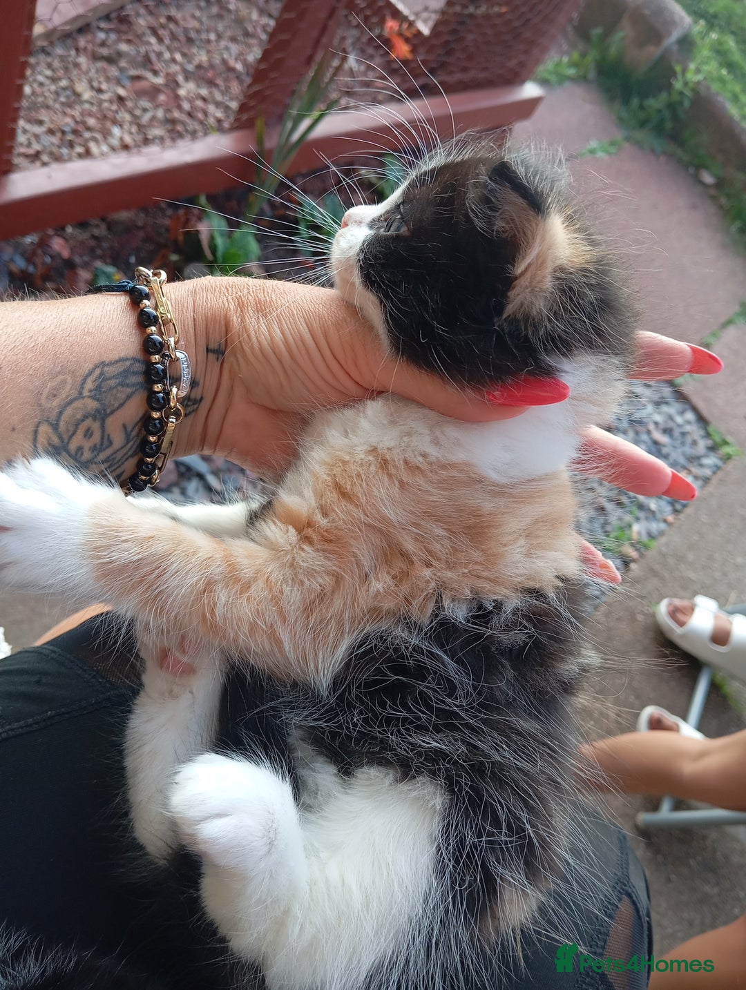 European cats for sale: Kitten  - Image 8