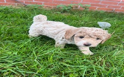 Cockapoo dogs for sale: F2b cockapoo puppies  - Image 8