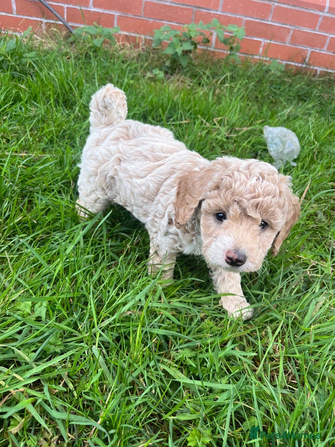 Cockapoo dogs for sale: F2b cockapoo puppies  - Image 8