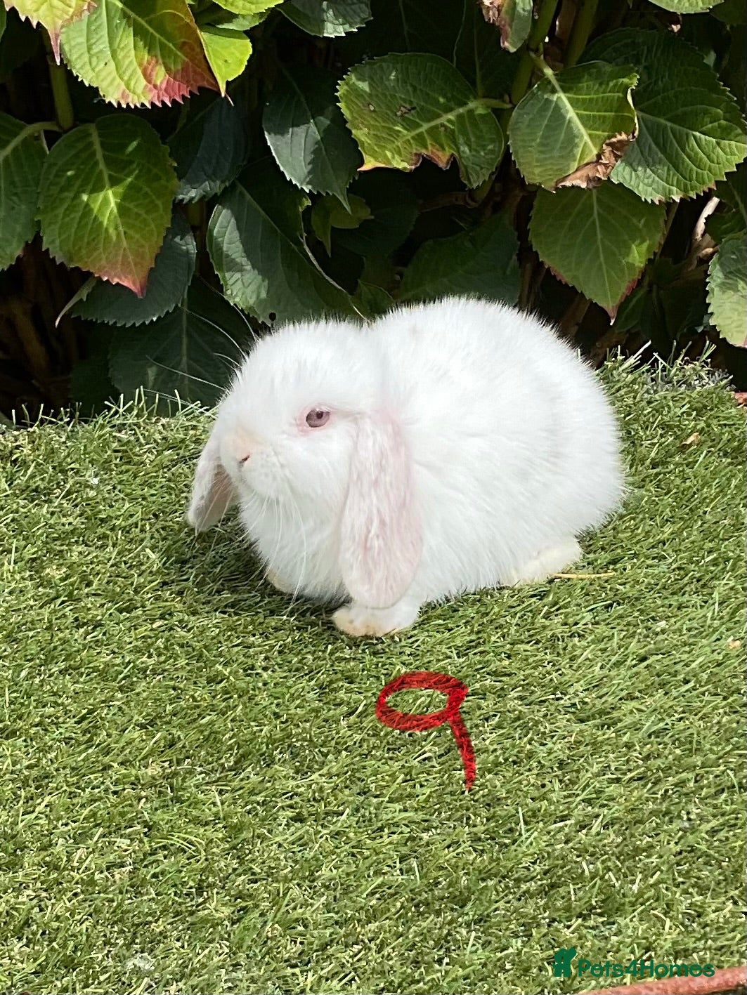 Mini Lop rabbits Pure bred mini lops .1 female available. - Advert 2