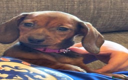 Miniature Dachshund dogs for sale: Miniature daschund Ready now - Image 2