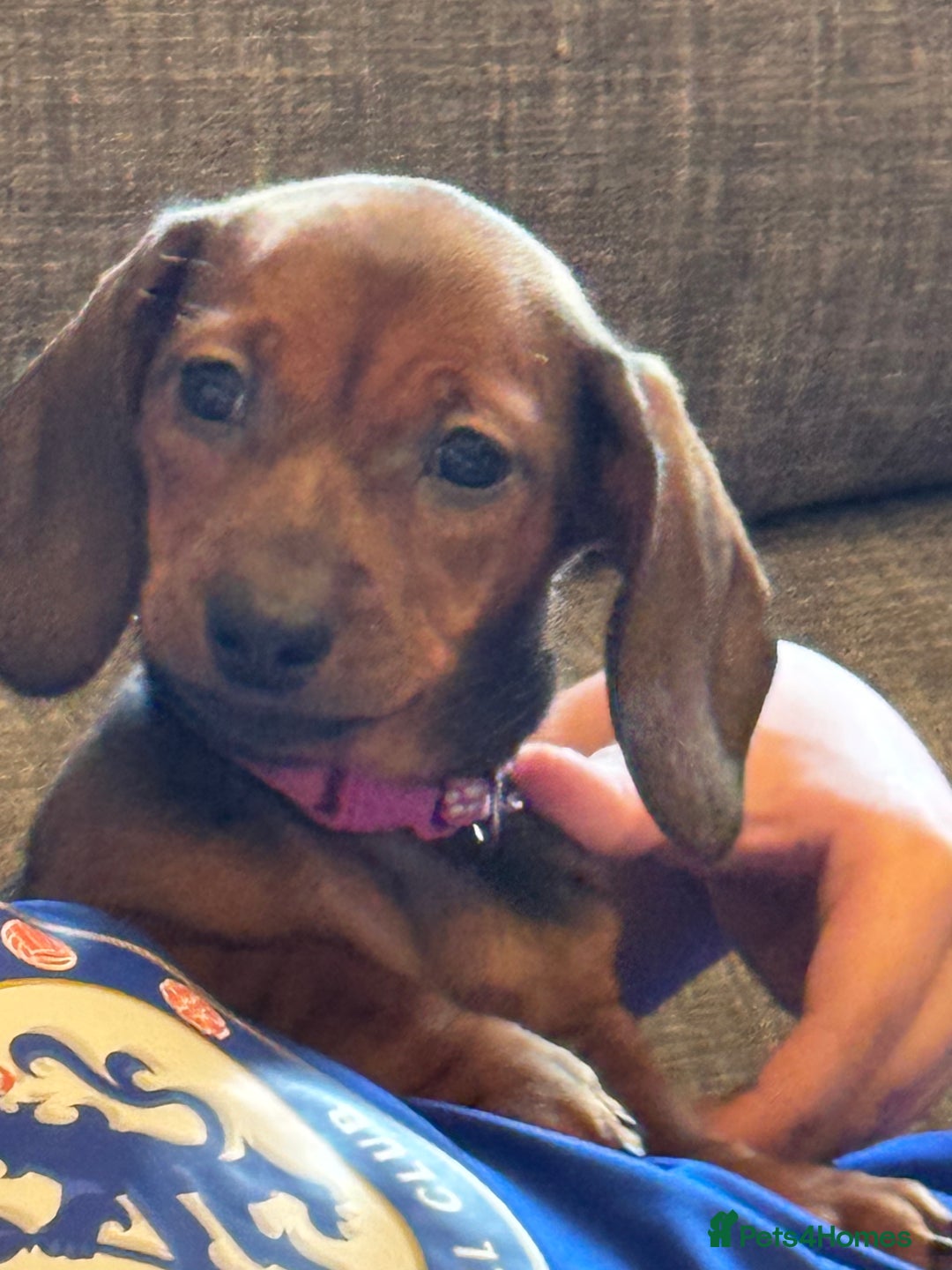 Miniature Dachshund dogs for sale: Miniature daschund Ready now - Image 2