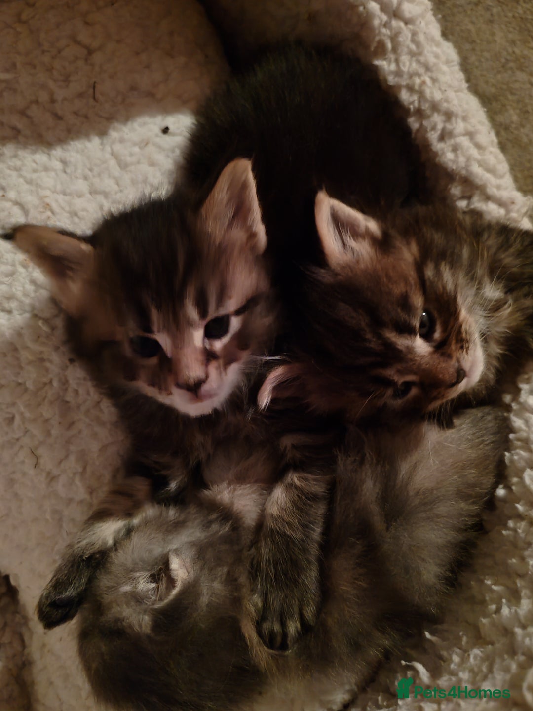 Maine Coon cats for sale: Vilma V.  - Advert 11