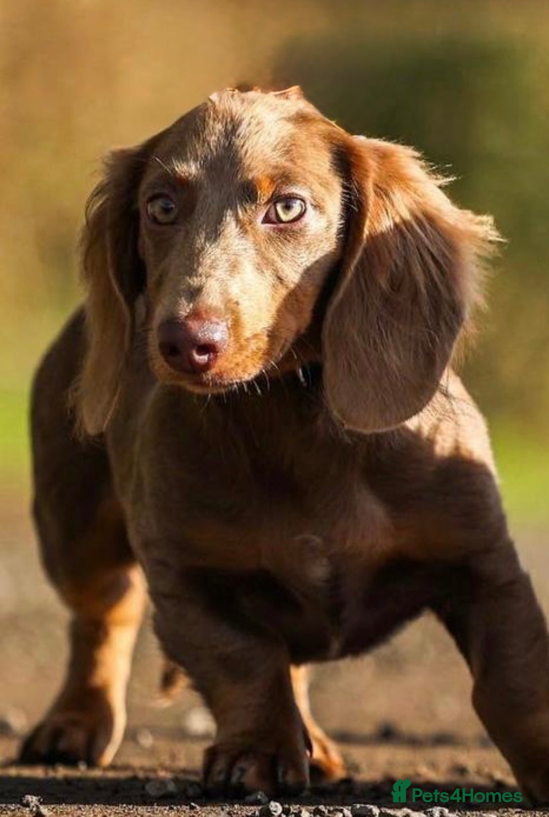 Dachshund dogs for stud:  STUD 💙Miniature dachshund Isabelle long hair - Advert 12