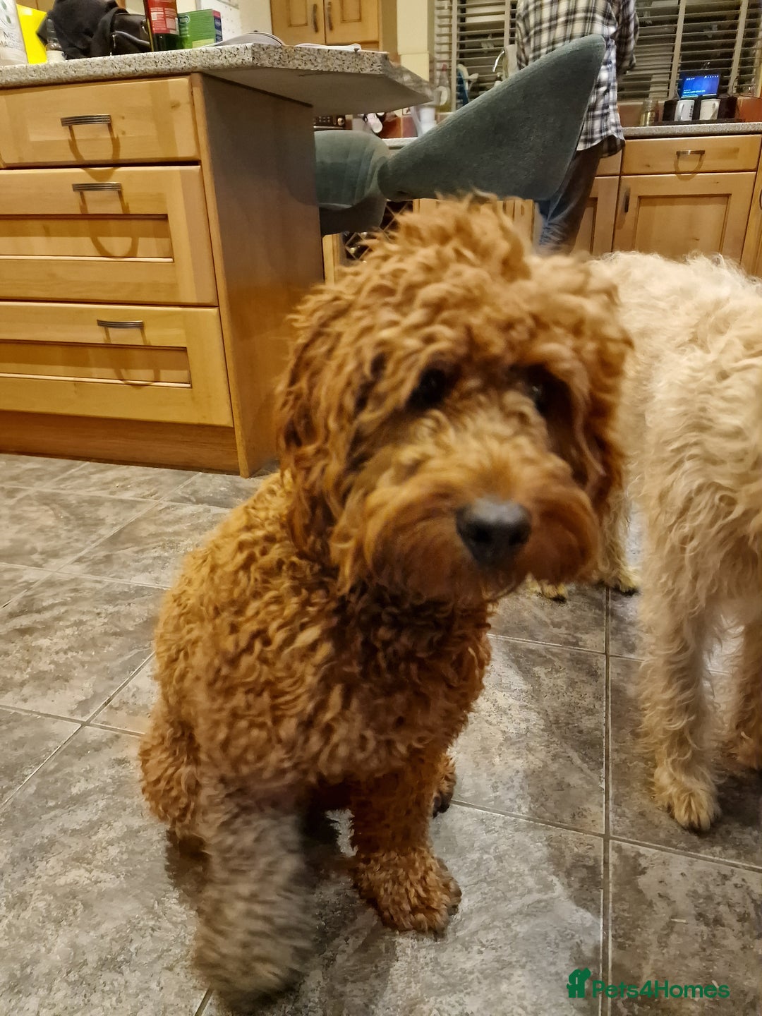Cockapoo dogs for sale: Bobbie a beautiful dog - Advert 4