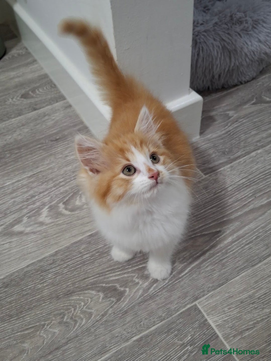 Maine Coon cats for sale: Beautiful Part Maine Coon/Ragdoll Long Haired Male - Advert 26