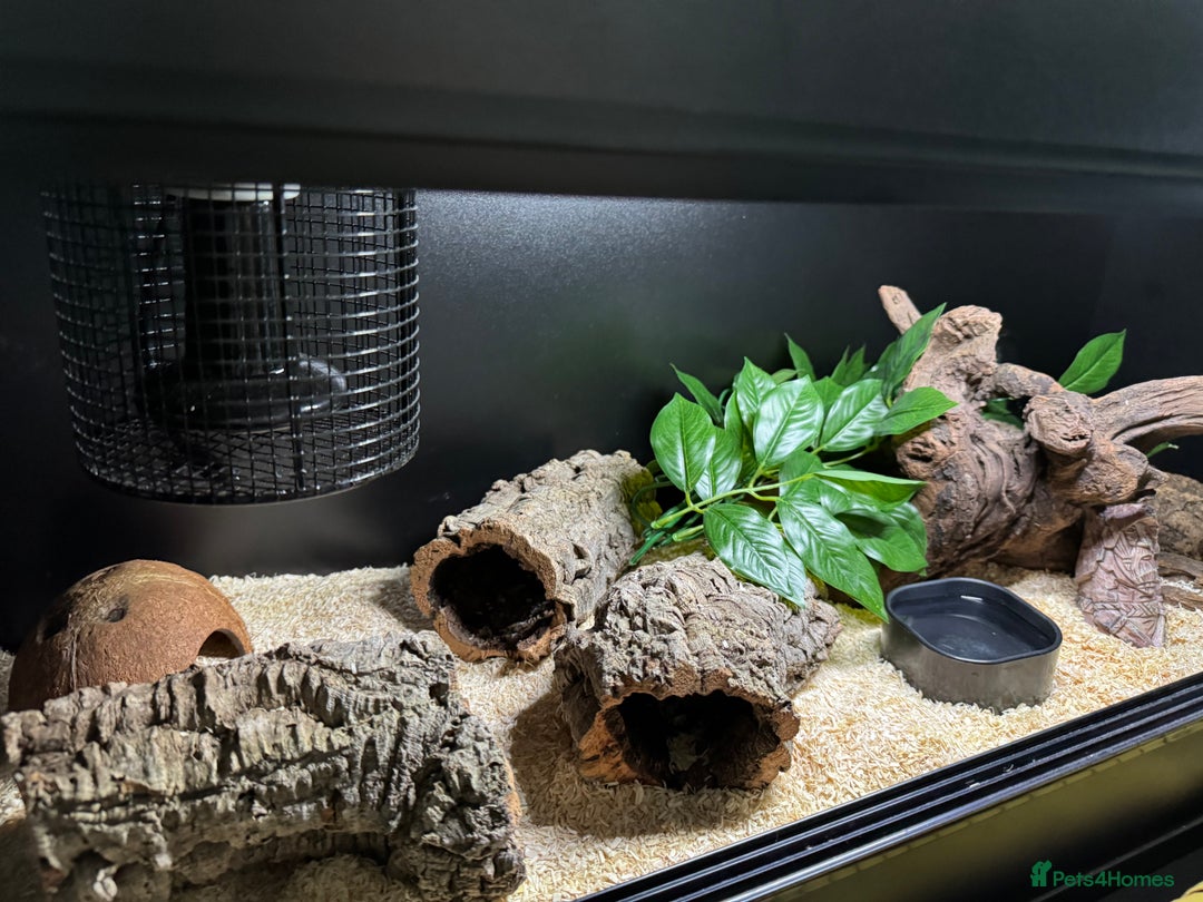 Snake reptiles for sale: Normal Western Hognose  - Image 7