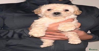 Cavapoo dogs - Advert 12