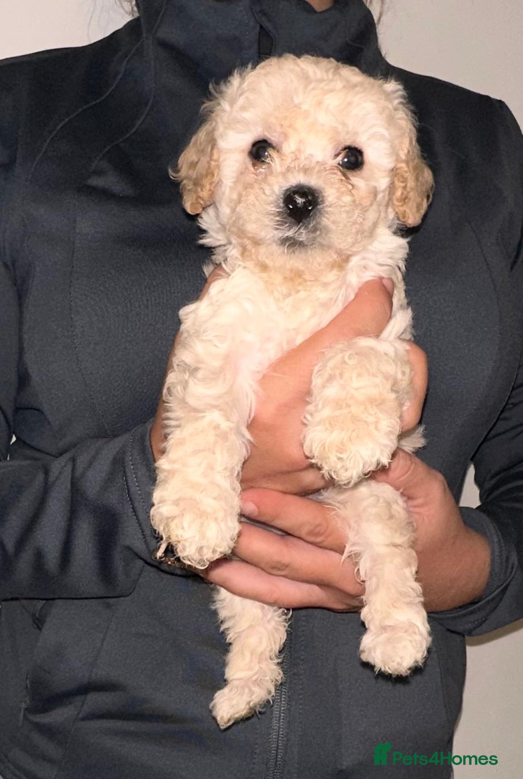 Cavapoo dogs for sale: Stunning Cavapoo puppies - Image 3