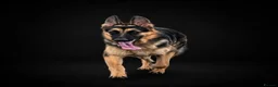 German Shepherd dogs for stud: Harvonock's King Koda @ stud - Advert 19