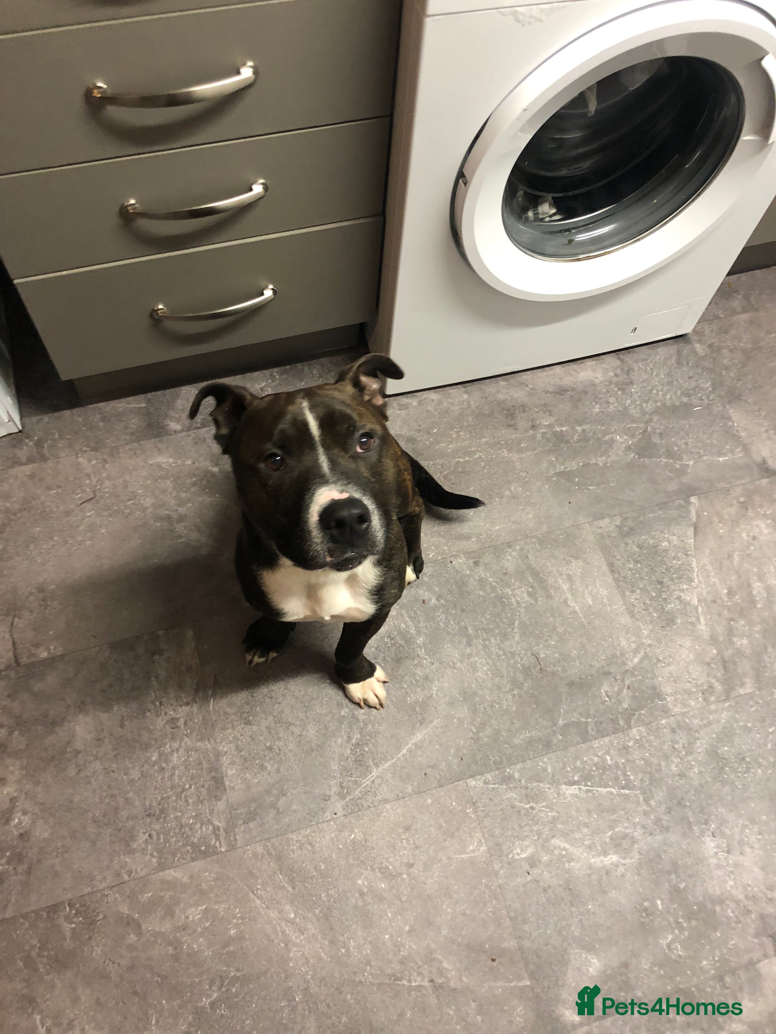 Staffordshire Bull Terrier dogs Sad sale of Bobby our much loved staffy  - Advert 6