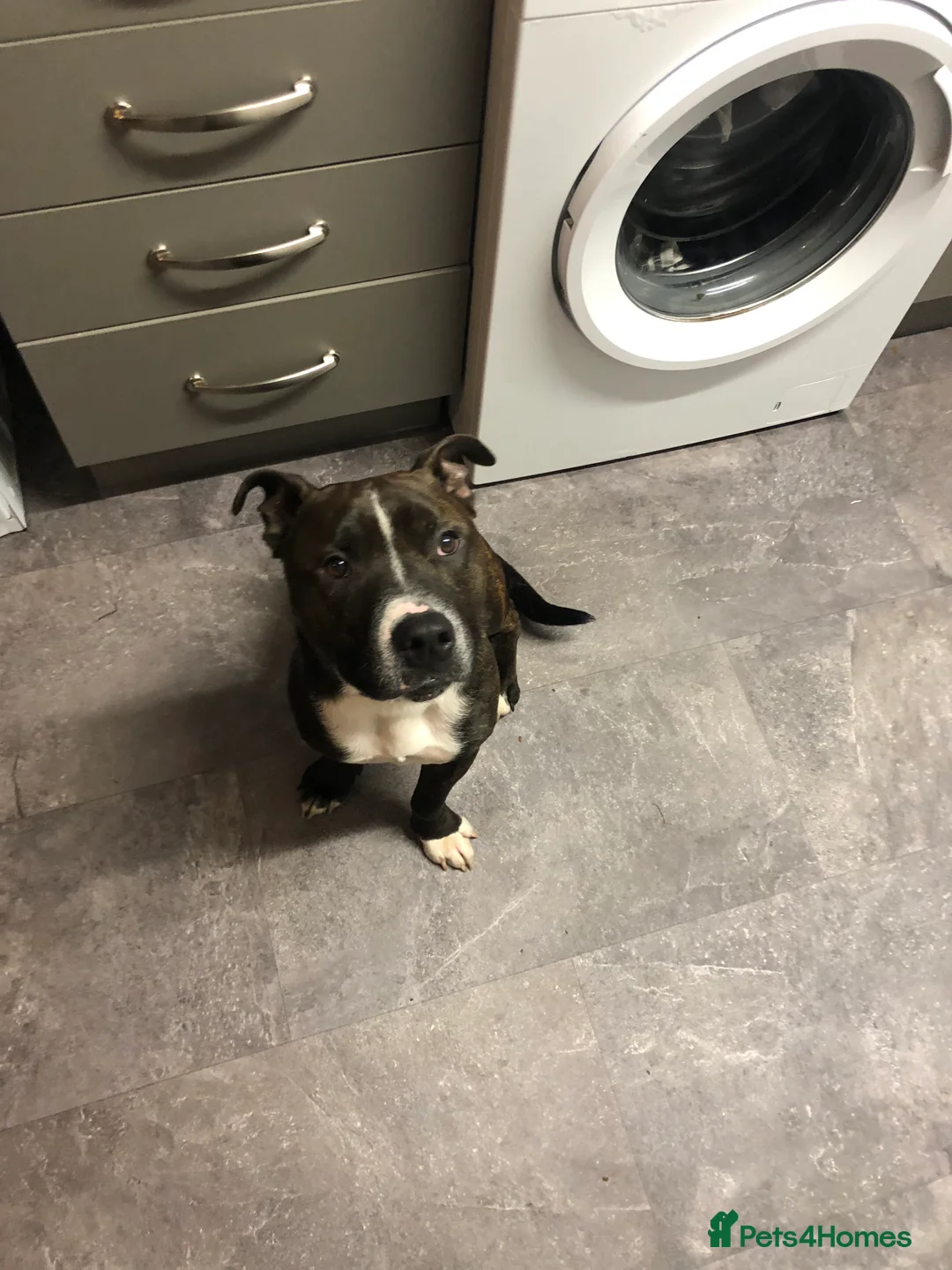 Staffordshire Bull Terrier dogs for sale: Sad sale of Bobby our much loved staffy  - Advert 1