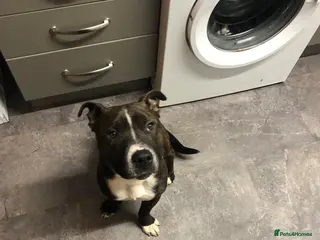 Staffordshire Bull Terrier dogs Sad sale of Bobby our much loved staffy - Advert 6