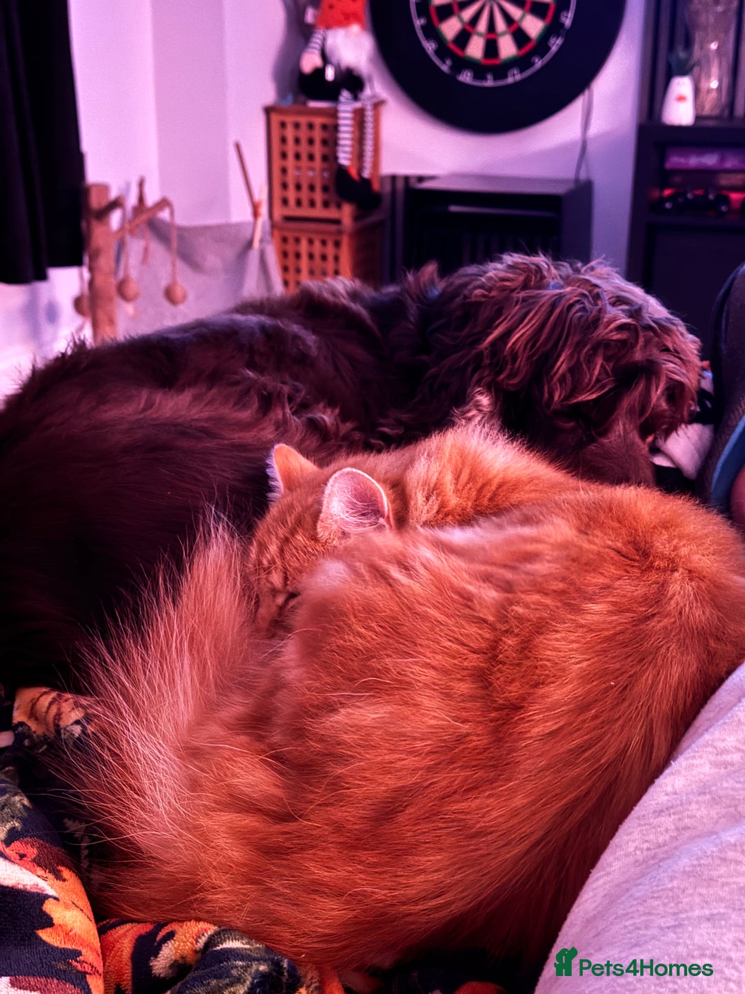 Cocker Spaniel dogs for sale: 5 year old show cocker - Advert 2