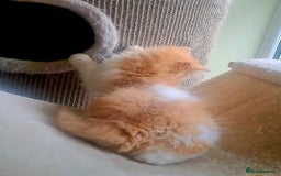 British Longhair cats for sale: *RESERVED* Red Bicolour British Longhair Kitten - Image 10
