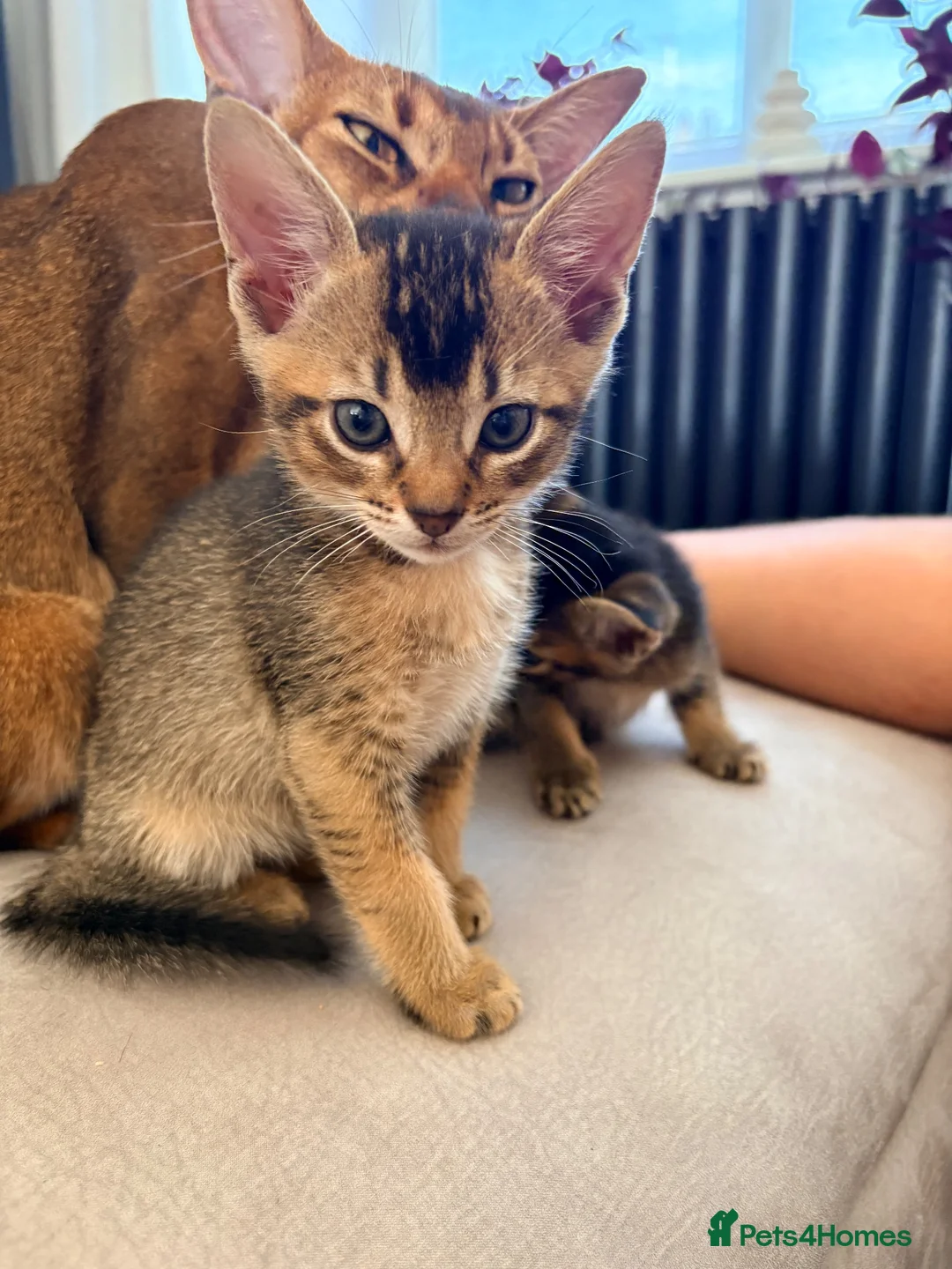 Mixed Breed cats for sale: Handsome Abyssinian Mix Boy | Home Raised - Advert 2