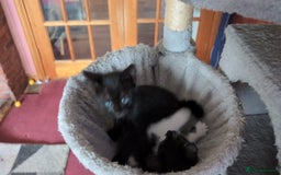 Mixed Breed cats for sale: Beautiful Kittens - Image 14