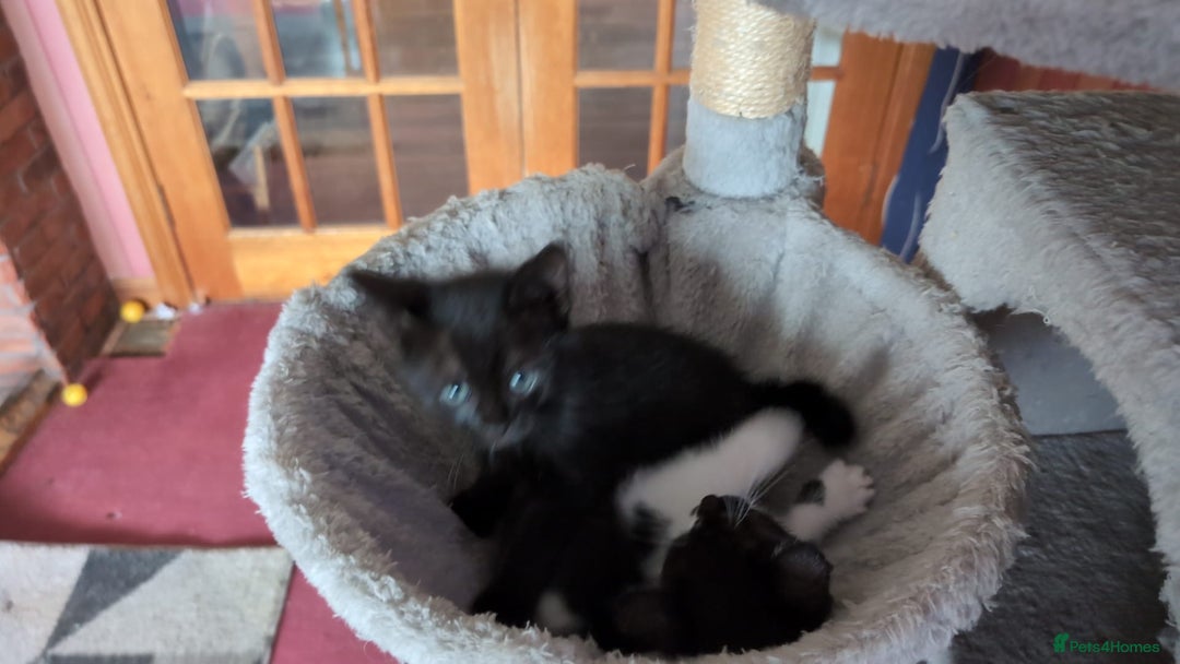 Mixed Breed cats for sale: Beautiful Kittens - Image 14