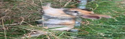 Mixed Breed rabbits for sale: Rabbits in Worcester - Advert 8
