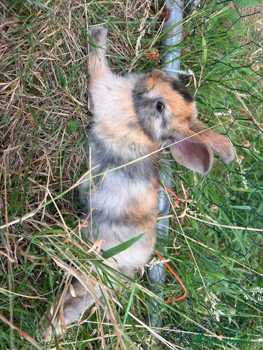 Mixed Breed rabbits for sale: Rabbits in Worcester - Advert 8